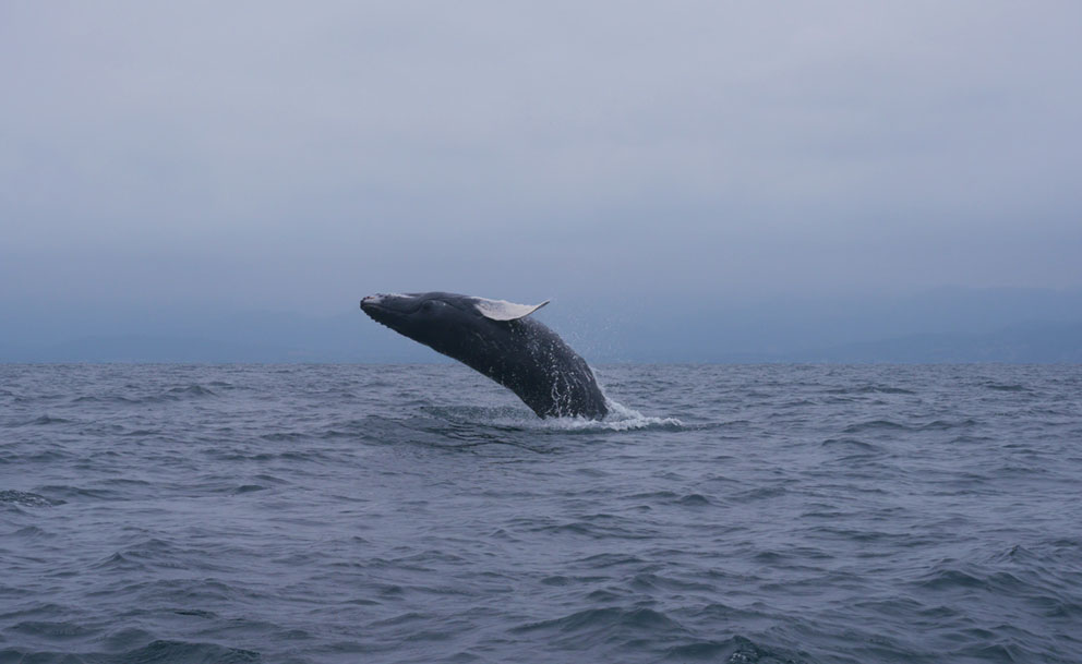 Baleine sur la côte pacifique d'Equateur