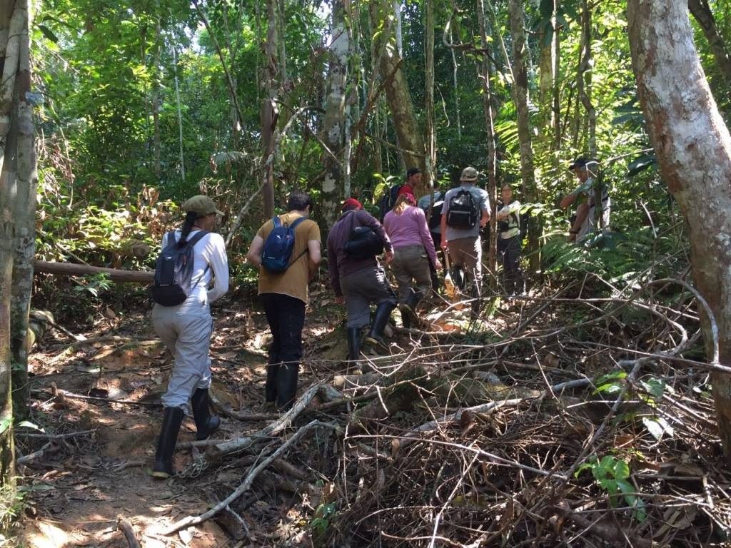 Jungle, Amazonie, Cuyabeno, lodge, marche, arbres, plantes,