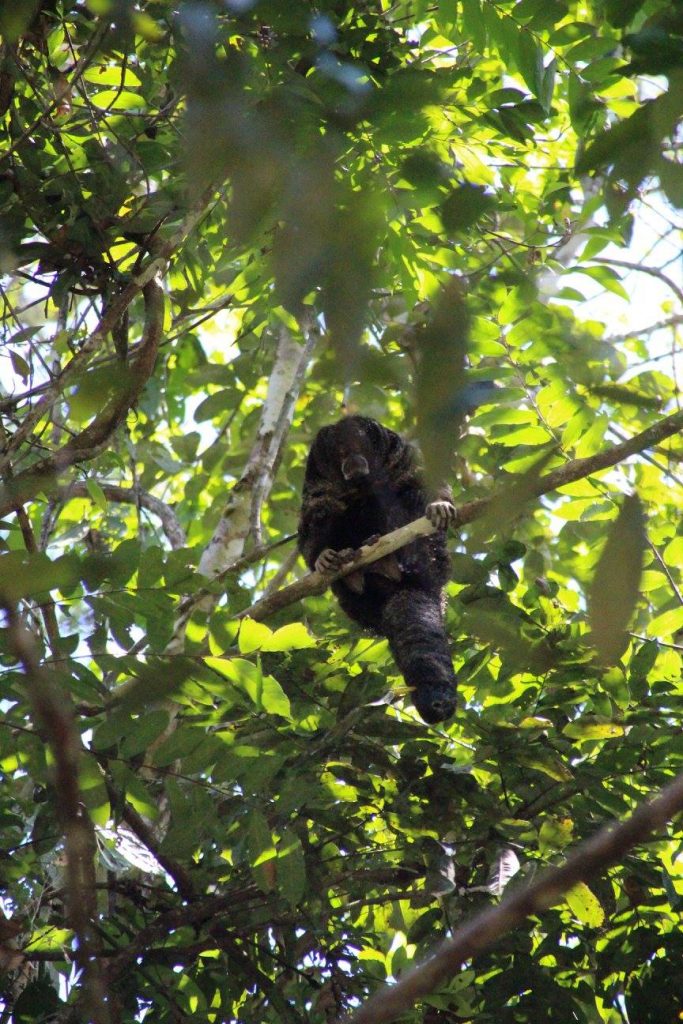 Paresseux, Cuyabeno, Amazonie, Animaux, singes, 