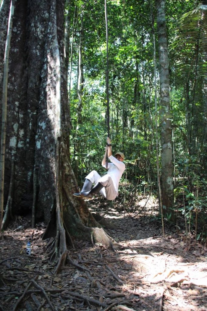 Liane, arbres, forêt, Amazonie, 