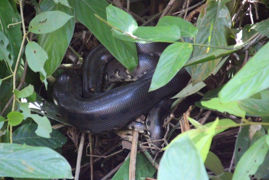 Serpents, reptiles, jungle équatorienne