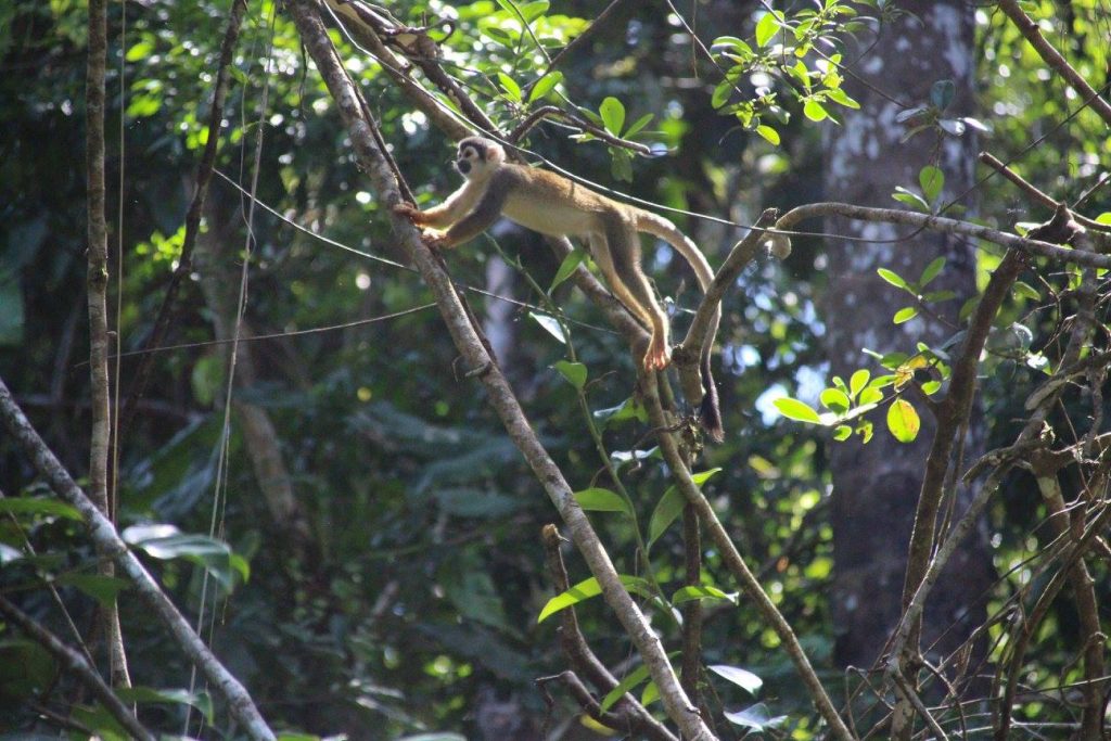 Animaux, jungle, Amazonie, Equateur, singes