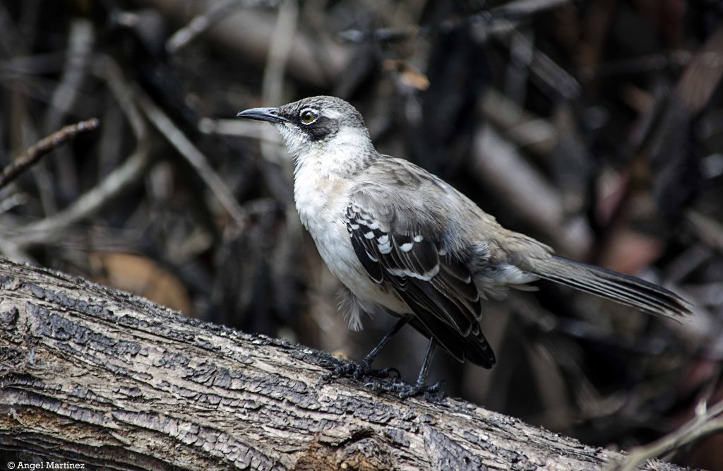 galapagos-equateur