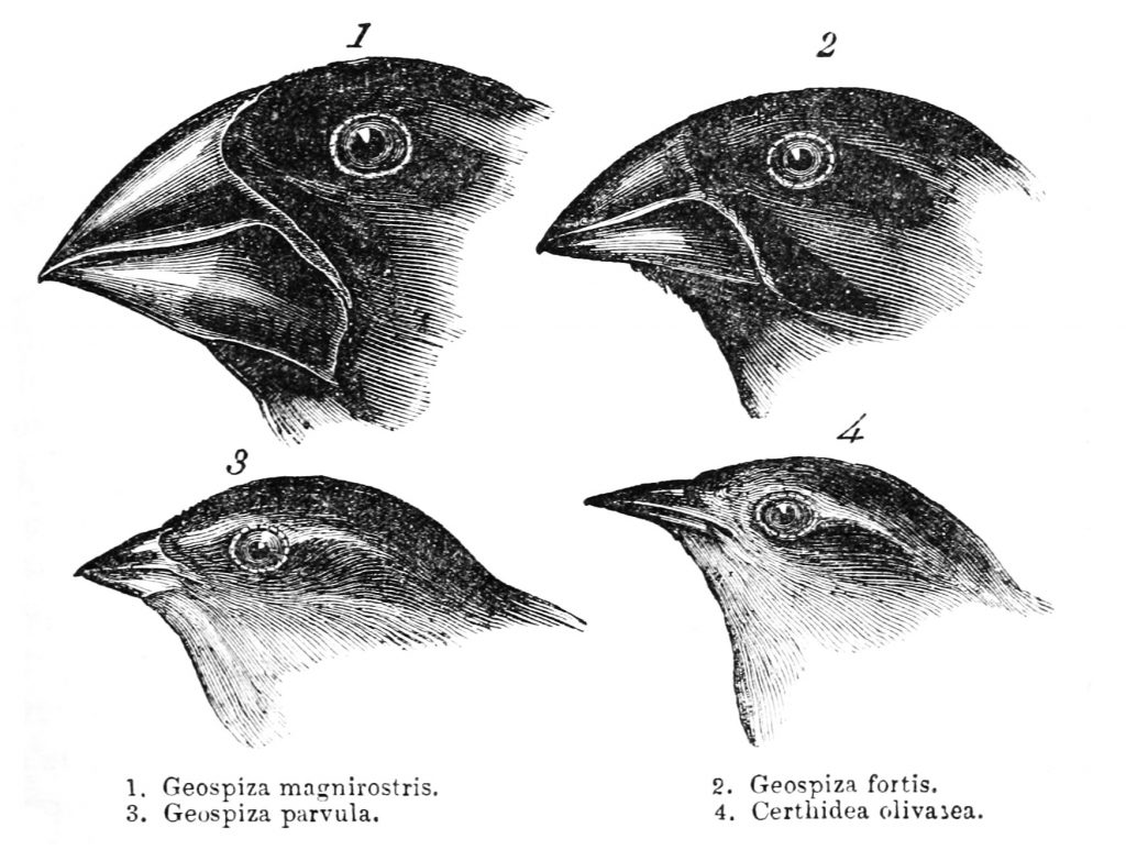 galapagos-equateur
