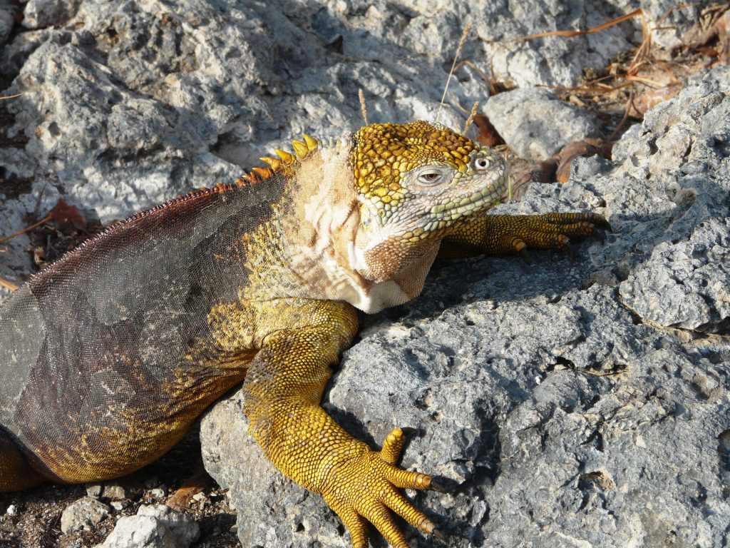 galapagos