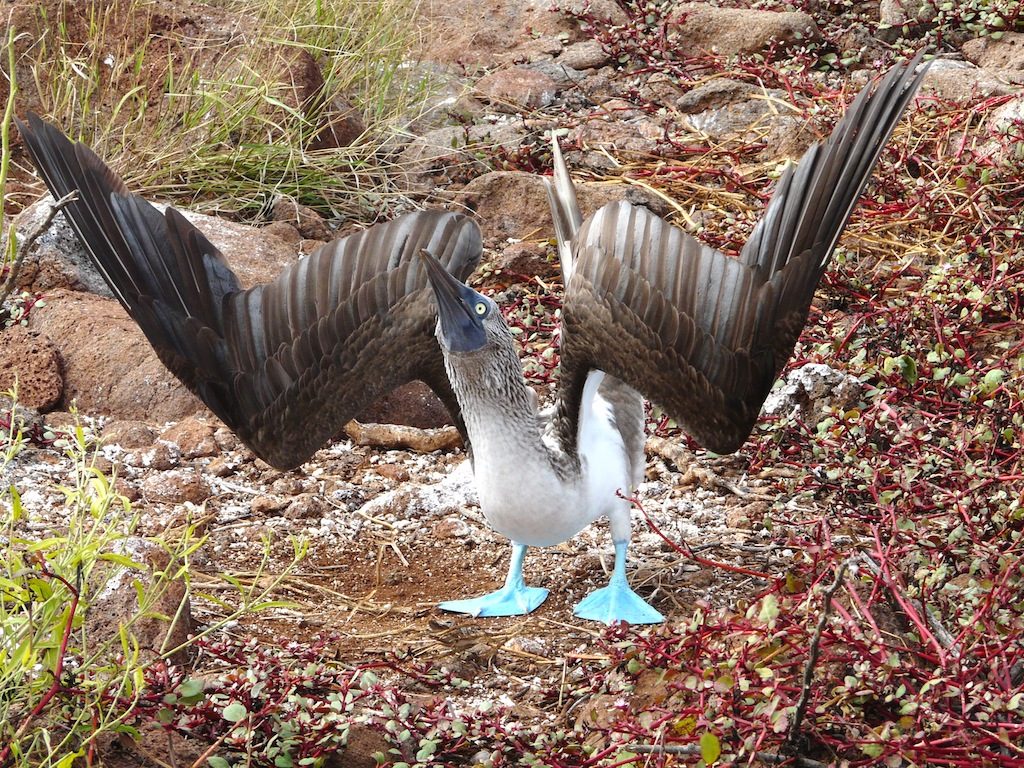 voyage-galapagos-equateur