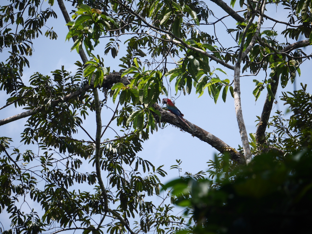 amazonie-perroquet