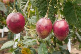 Le Tamarillo, ou Tomate de Arbol - Photo ITK Voyage