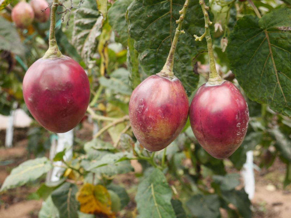 Le Tamarillo, ou Tomate de Arbol - Photo ITK Voyage