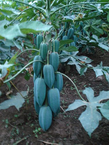 L'arbre à Babaco, bien que sa durée de vie ne soit que d'environ 8 ans, il produit entre 60 et 80 fruits par an!