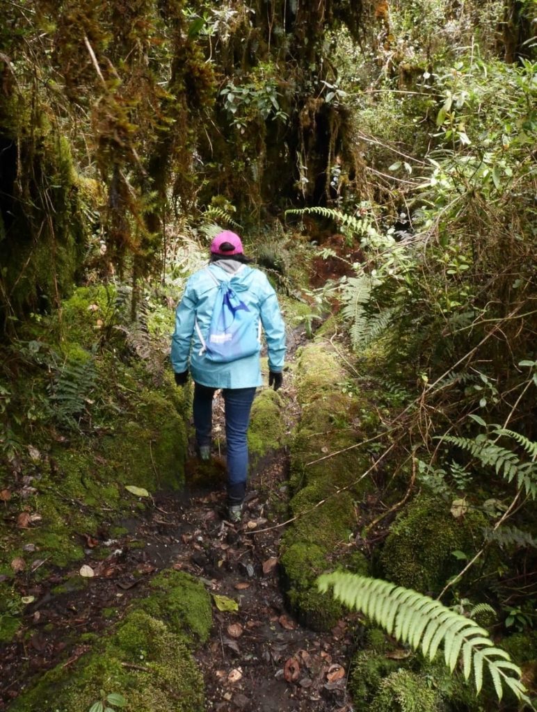 Les passages dans la forêt tropicale sont abordables bien que plus glissants et demandant plus de précaution