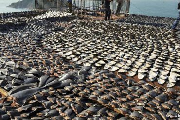 îles Galapagos: ailerons de requins
