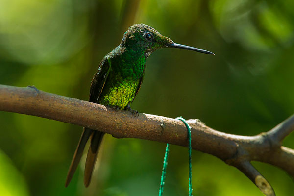 Mindo: Colibri Brillant fer-de-lance