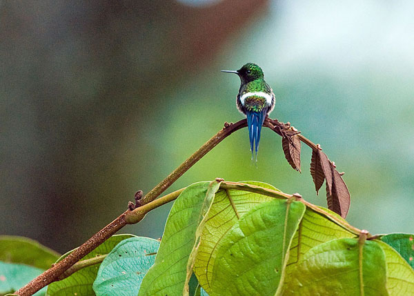 Mindo: Colibri Coquette à queue fine