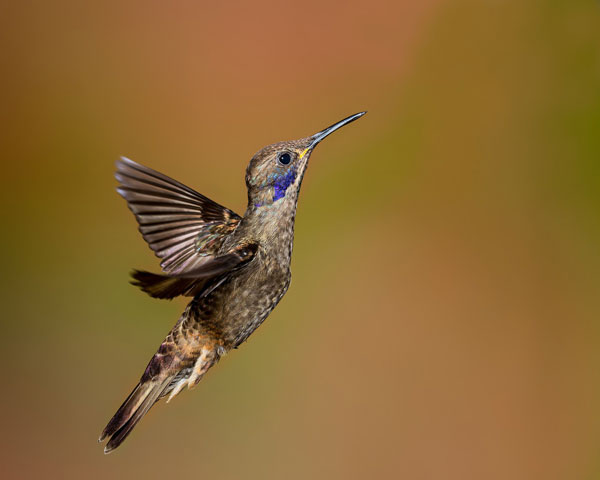 Mindo: Colibri de Delphine