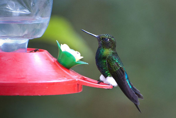 Mindo: Colibri Érione pattue