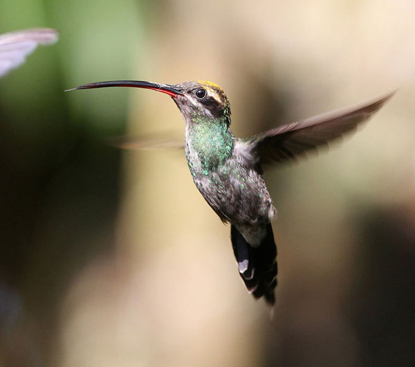 Mindo: Colibri Ermite Yaruqui