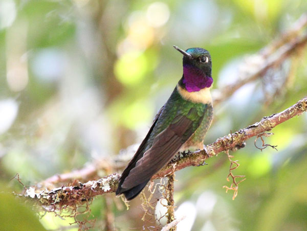 Colibri Héliange de Clarisse