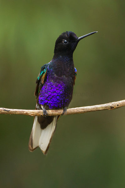 Mindo: Colibri de Jardine