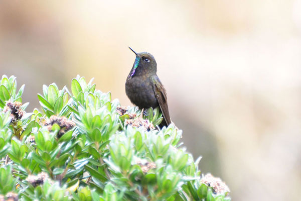 Mindo: Colibri Métallure de Stanley