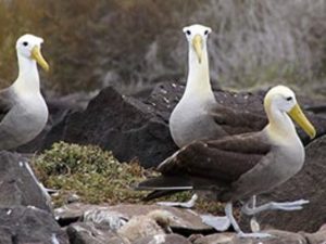 Albatros de l'île Española aux Galapagos