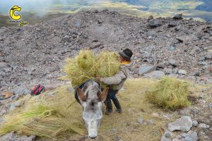 La glace chargée à dos de mule par Baltazar Uschca, le dernier Hielero