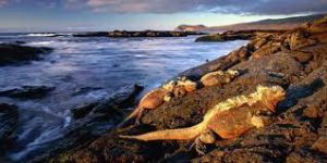 Le charme de l'île Fernandina aux Galapagos