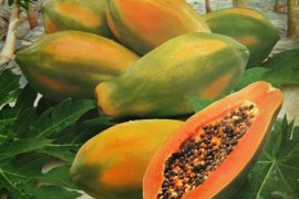 La papaya, l'un des fruits typiques préférés des équatoriens!