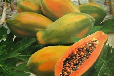 Les fruits et légumes exotiques d’Équateur