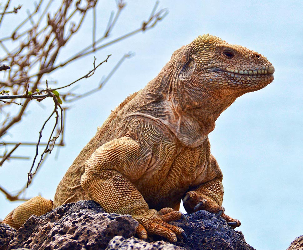 L'iguane de Santa Fé, aux Galapagos