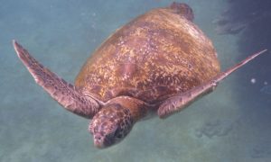 Une tortue marine, visible partout autour des îles Galapagos