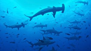 L'incroyable concentration de requins autour de Wolf et Darwin, aux Galapagos