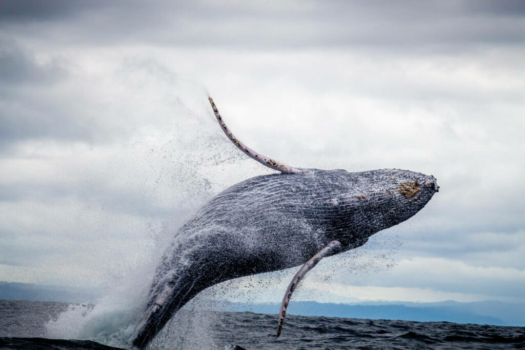 Baleine Equateur et Galapagos