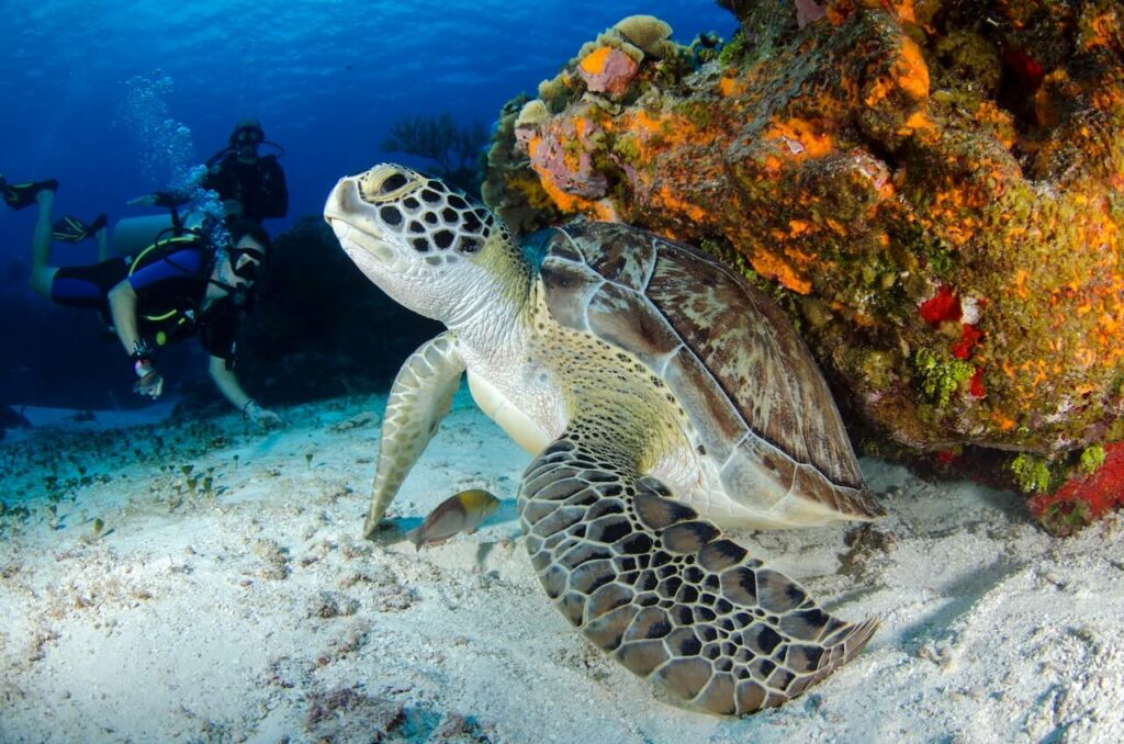 Plongee snorkeling équateur