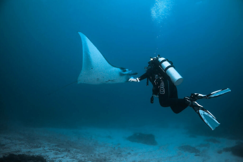 Raie manta et plongeur Galapagos