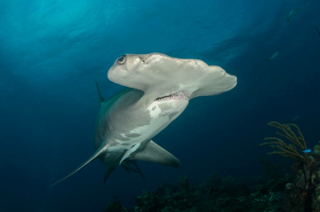 Requin Marteau Galapagos