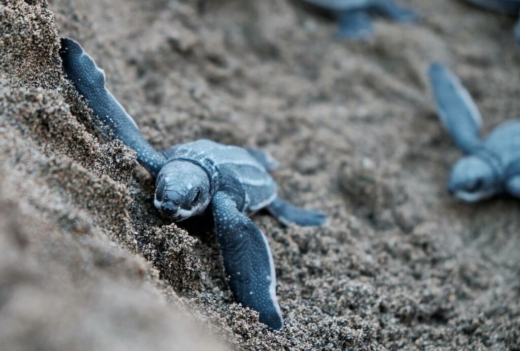 Tortue de mer Galapagos