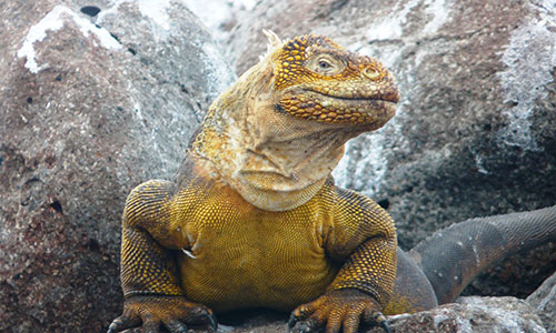 Visiter l'Équateur et îles Galapagos