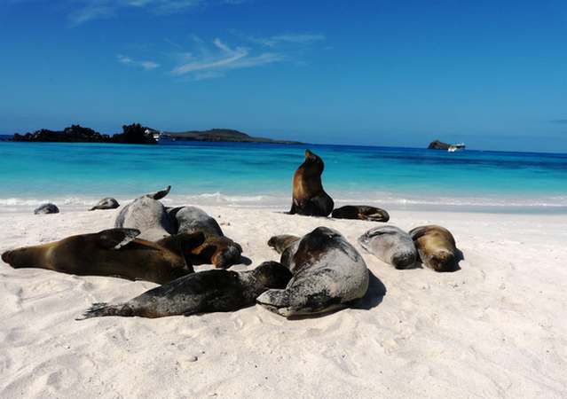 Voyage Equateur, îles Galapagos