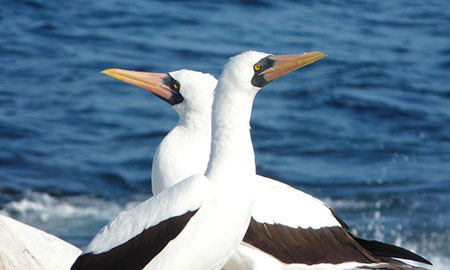 Archipel des Galapagos: île Daphne