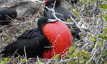 Archipel des Galapagos: île North Seymour
