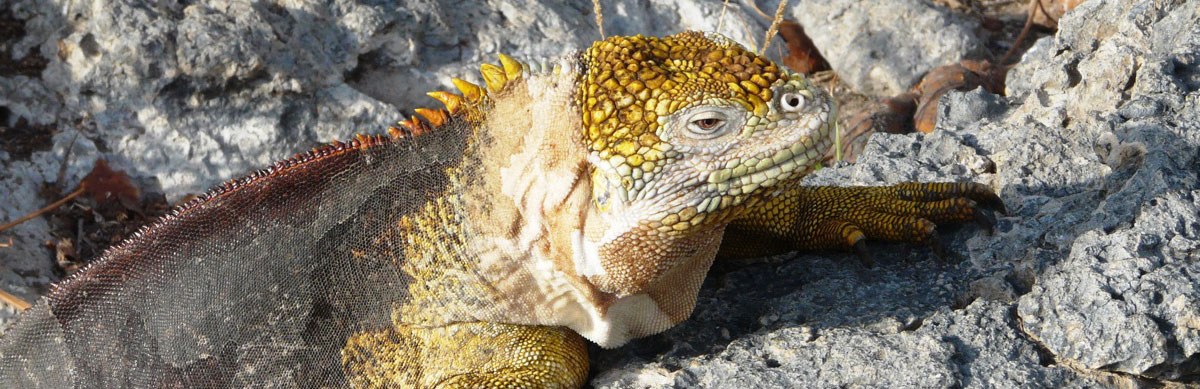 Voyage dans les îles Galapagos, faune