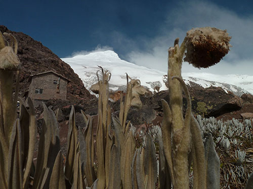 Andes d'Equateur, nature et volcans - Cayambe