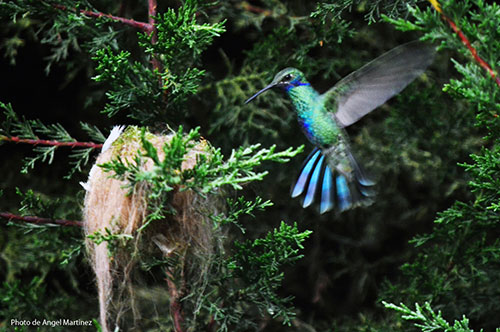 Andes d'Equateur, nature et volcans - Mindo