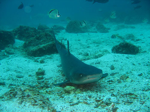 Plongée aux Galapagos durant votre voyage