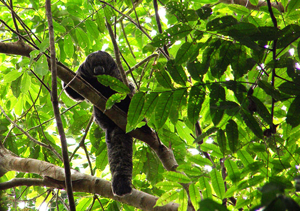 Equateur, voyage en Amazonie