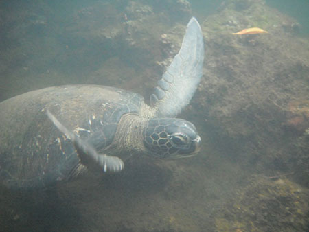 plongée dans les îles Galapagos
