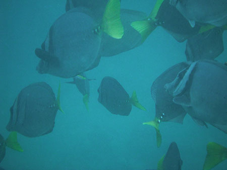 Cousin's Rock, plongée aux îles Galapagos