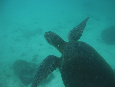 Punta Carrion, plongée aux îles Galapagos