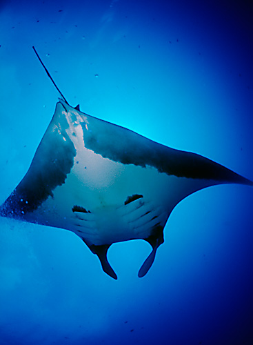 île Wolf, plongée aux îles Galapagos